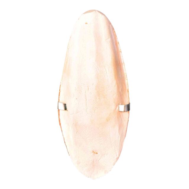Sipina kost na kartonu 12cm