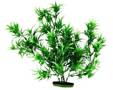 Akvarijumske biljke  velike