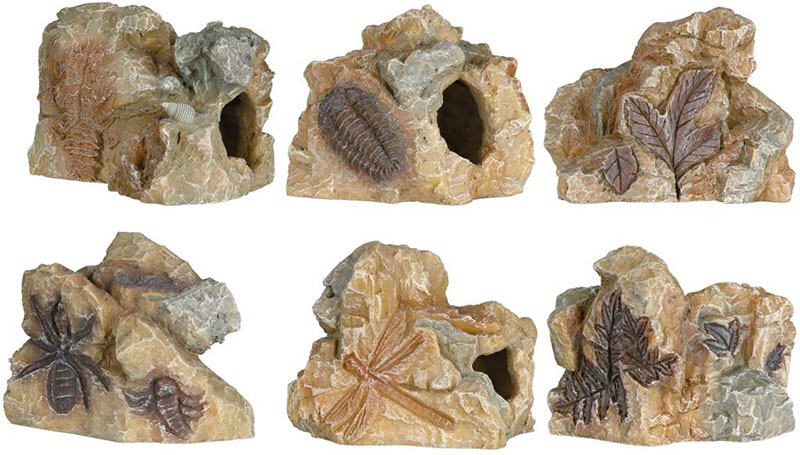 Fosil 8-9 cm